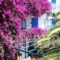 Hippocampus_lowest prices_in_Hotel_Piraeus Islands - Trizonia_Aigina_Perdika