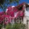 Kelly'S_accommodation_in_Hotel_Cyclades Islands_Antiparos_Antiparos Chora