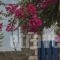 Fotilia Hotel_best prices_in_Hotel_Cyclades Islands_Paros_Piso Livadi