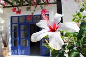 Paradise Apartments Studios & Rooms_lowest prices_in_Room_Cyclades Islands_Ios_Ios Chora