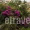 9 Muses_best deals_Hotel_Cyclades Islands_Andros_Andros City