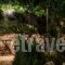 Villa Athina_lowest prices_in_Villa_Crete_Chania_Platanias